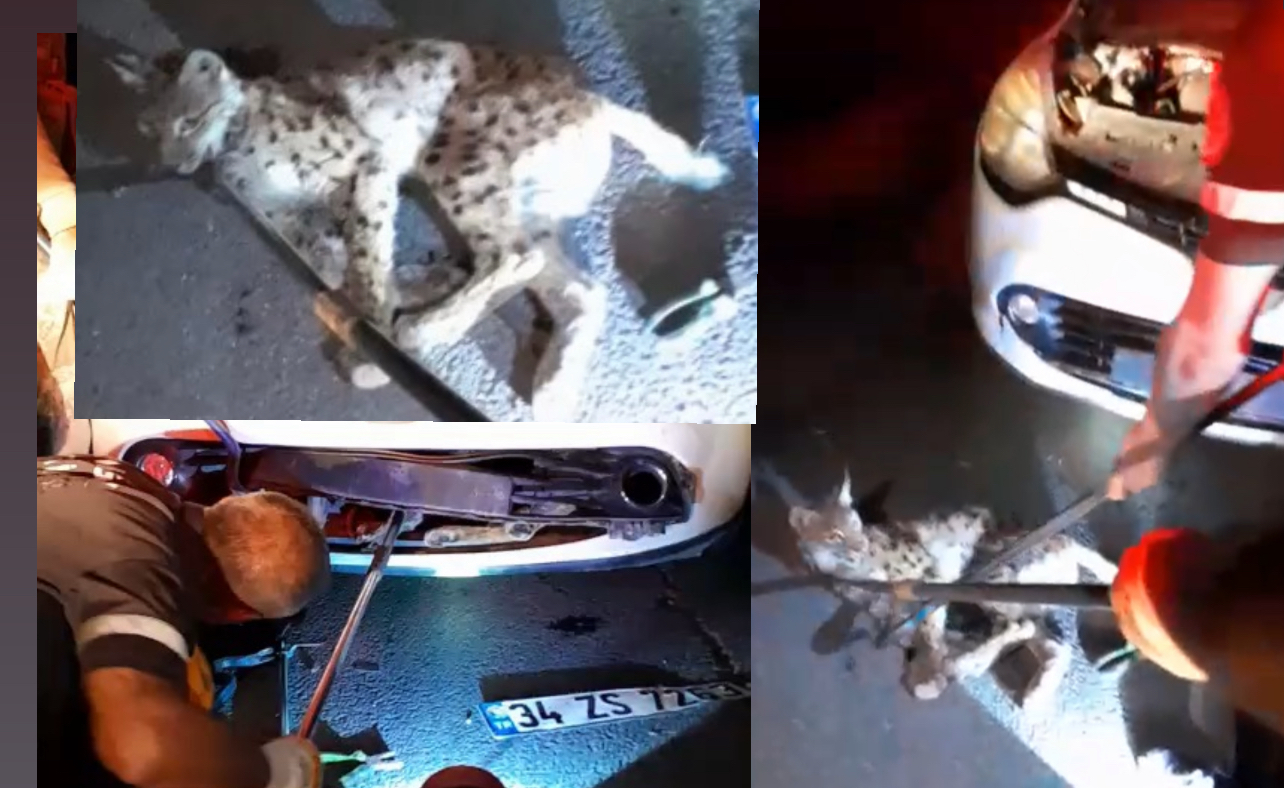 Otomobilin çarptığı vaşak itfaiye ekiplerince kurtarıldı