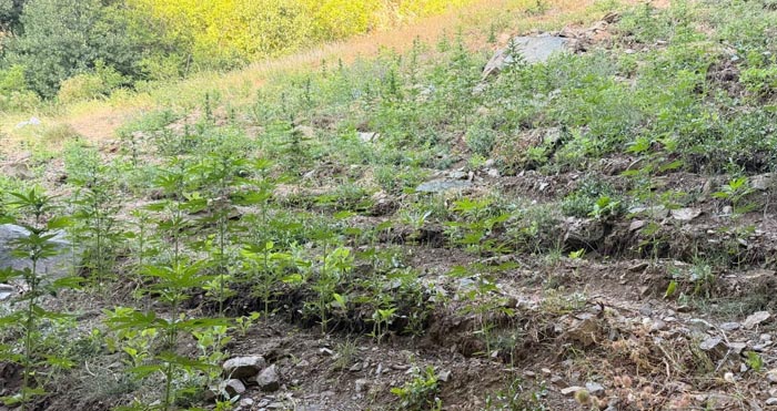 Bingöl’de jandarma operasyonlarında 19 şüpheli tutuklandı
